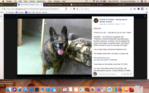 HICKORY RESCUED Screen Shot 2018-04-09 at 3.38.10 PM