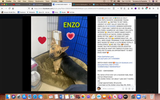 Enzo rescued Screen Shot 2020-07-18 at 1.23.02 PM